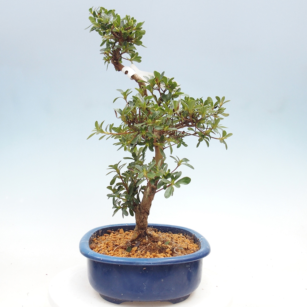 Bonsai für draußen - Japanische Azalee - Azalee Asahi-no-izumi