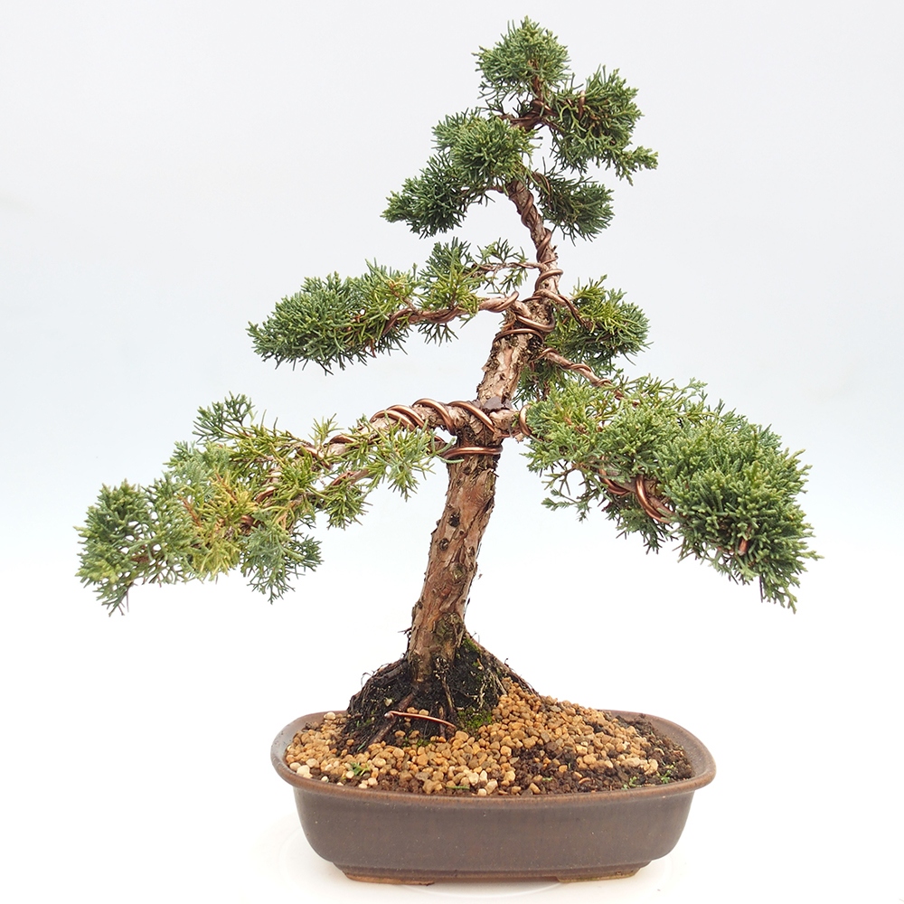 Outdoor-Bonsai - Juniperus chinensis Kishu - Chinesischer Wacholder