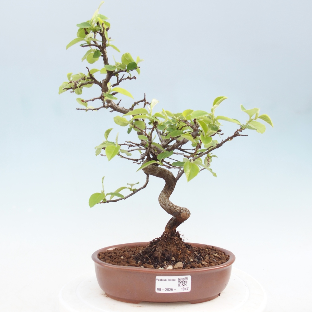 Bonsai für draußen - Chaneomeles chinensis