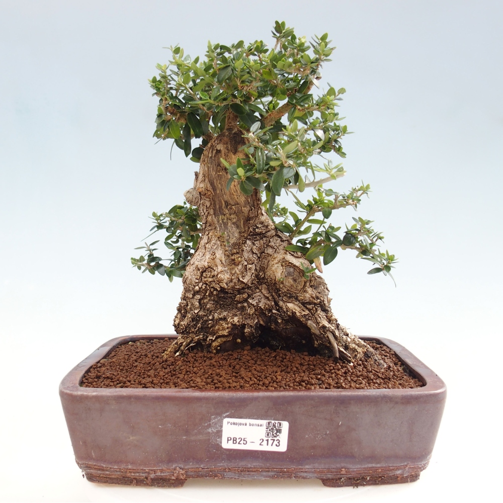 Indoor-Bonsai - Olea europaea sylvestris - Europäisches kleinblättriges Olivenöl