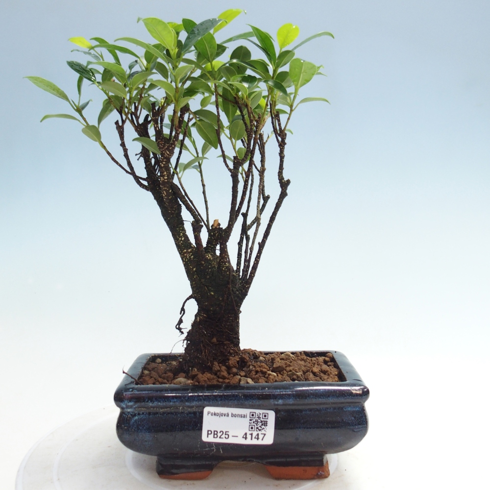 Zimmerbonsai - Ficus retusa - Kleinblättriger Ficus