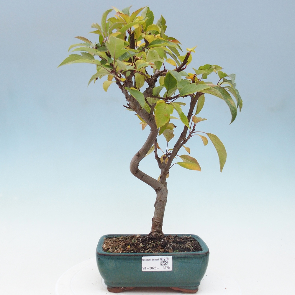 Bonsai im Freien - Malus halliana - Kleinfruchtiger Apfelbaum