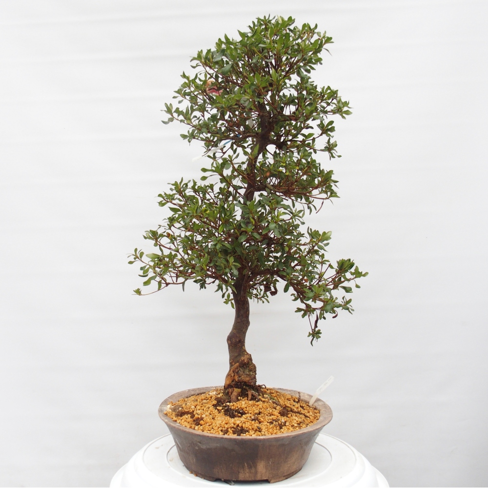 Bonsai für draußen - Japanische Azalee - Azalea Kisshoten