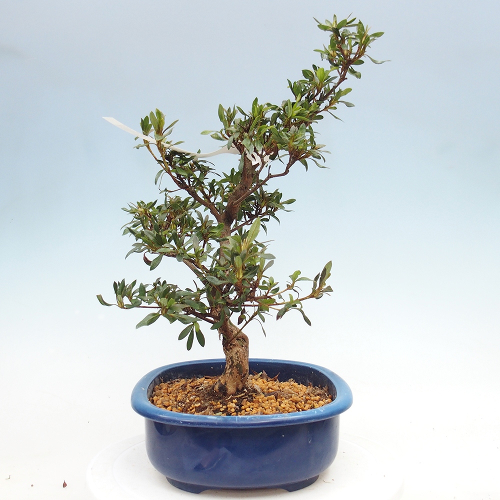 Bonsai für draußen - Japanische Azalee - Azalee CHIHIRO