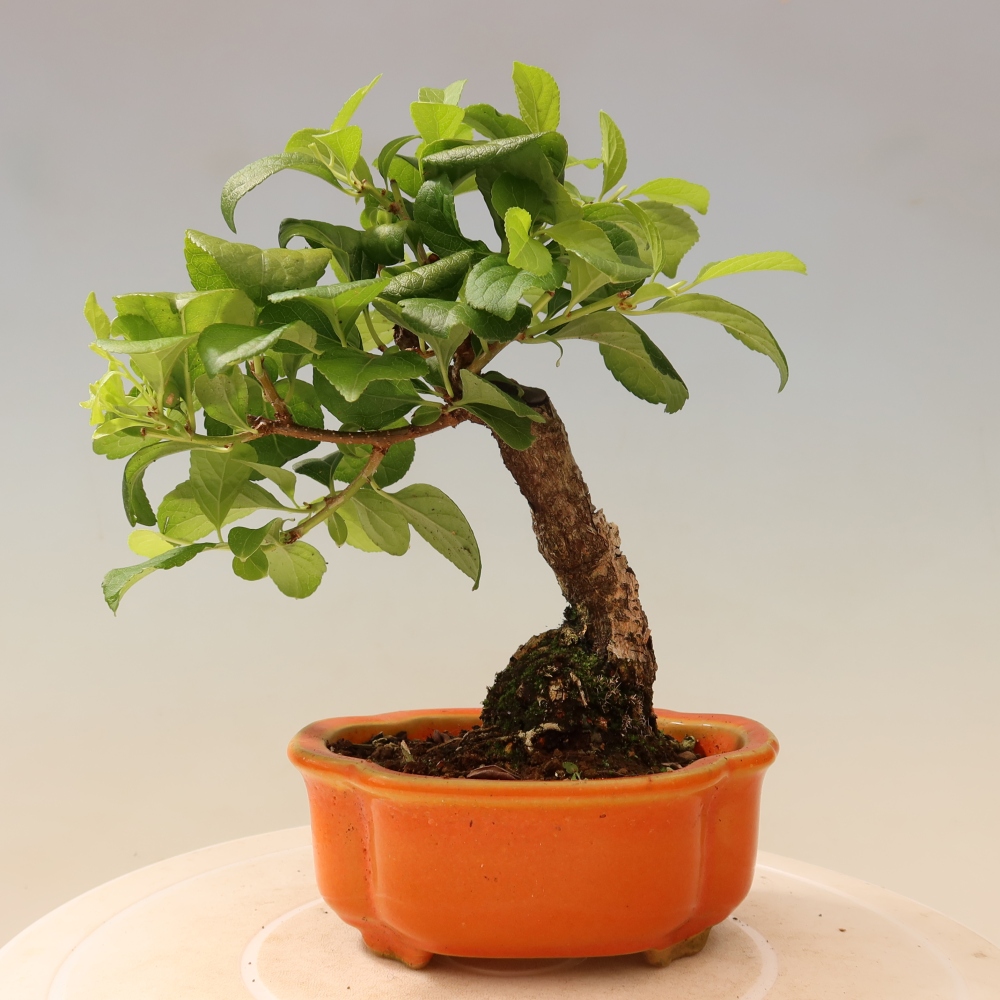Bonsai für draußen - Celastrus orbiculatus