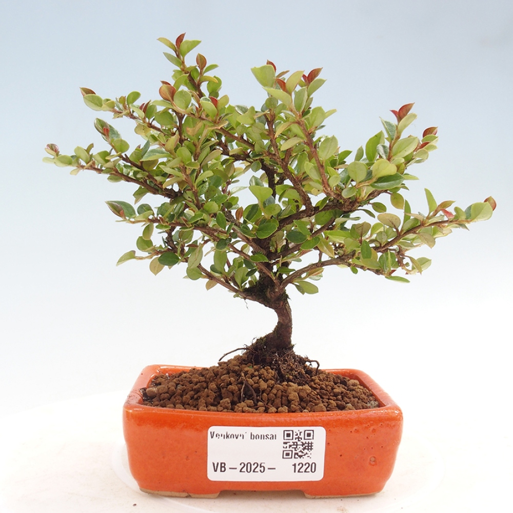 Bonsai im Freien - Cotoneaster horizontalis - Felsenbaum
