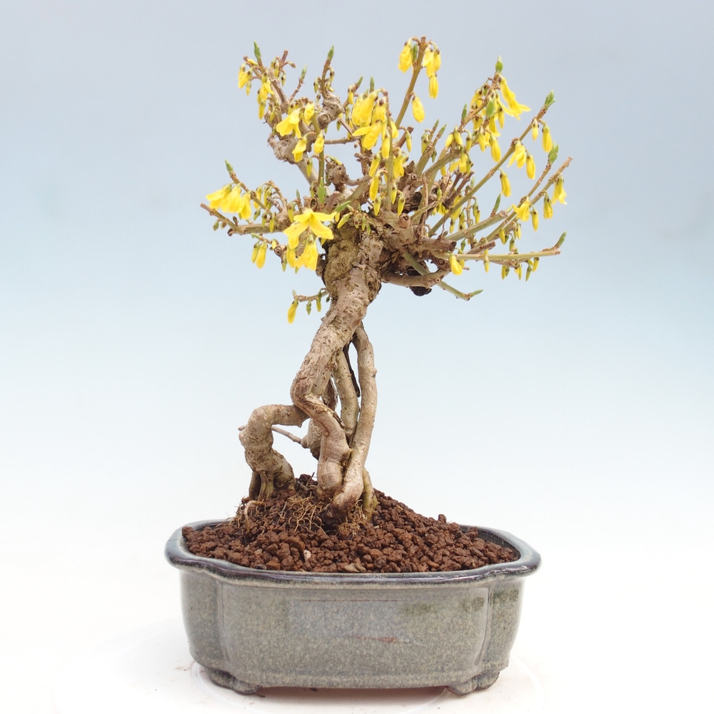 Bonsai für draußen - Zlatice - Forsythia koreana