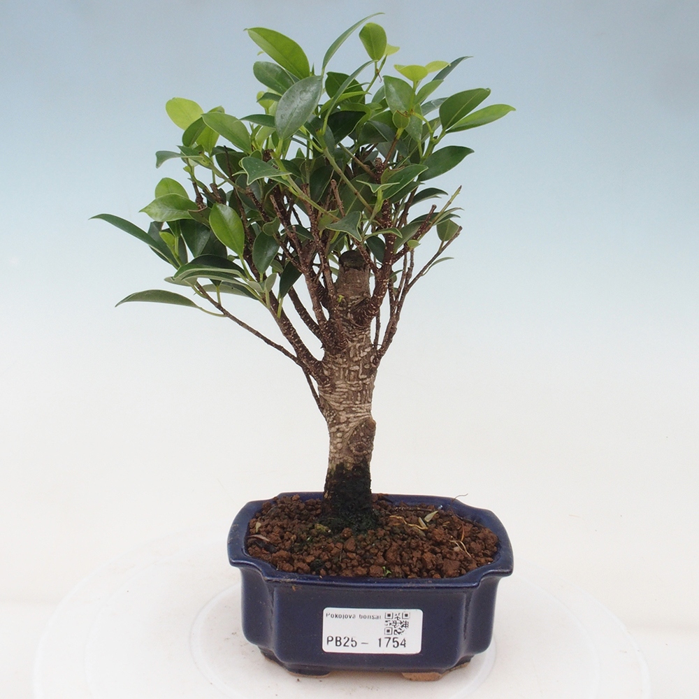 Zimmerbonsai - Kleinblättriger Ficus - Ficus kimmen