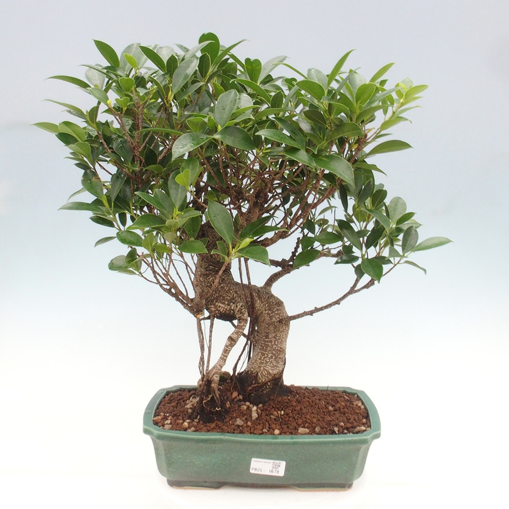 Zimmerbonsai - Ficus kimmen - kleinblättriger Ficus