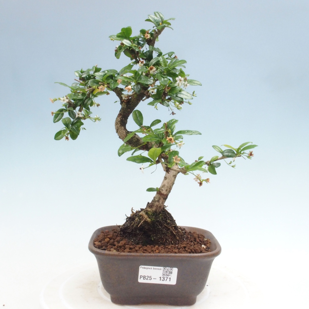 Zimmerbonsai - Carmona Macrophylla - Fuki-Tee