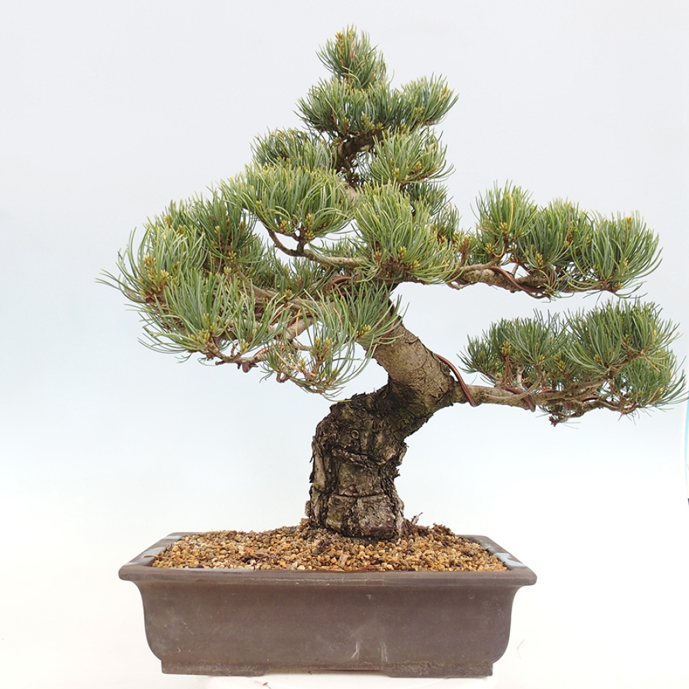 Bonsai für draußen - Pinus parviflora - Pinus parviflora