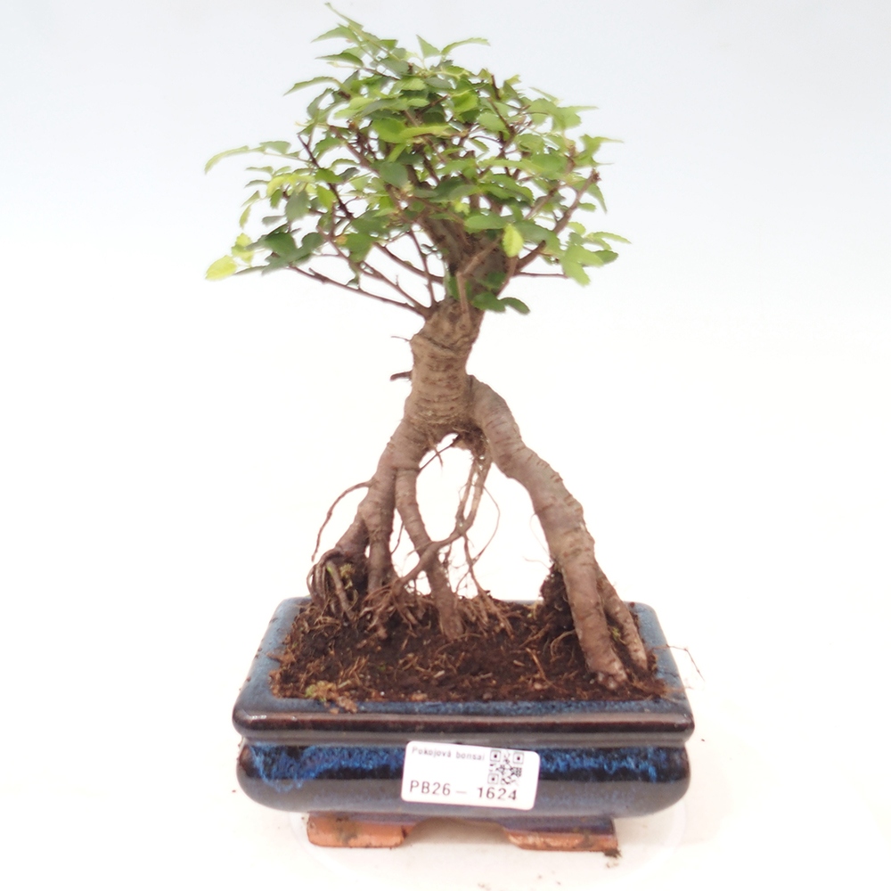 Zimmerbonsai - Ulmus parvifolia - Kleinblättrige Ulme