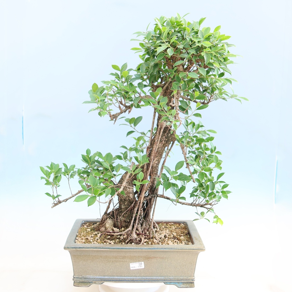 Zimmerbonsai - Ficus kimmen - Kleinblättriger Ficus