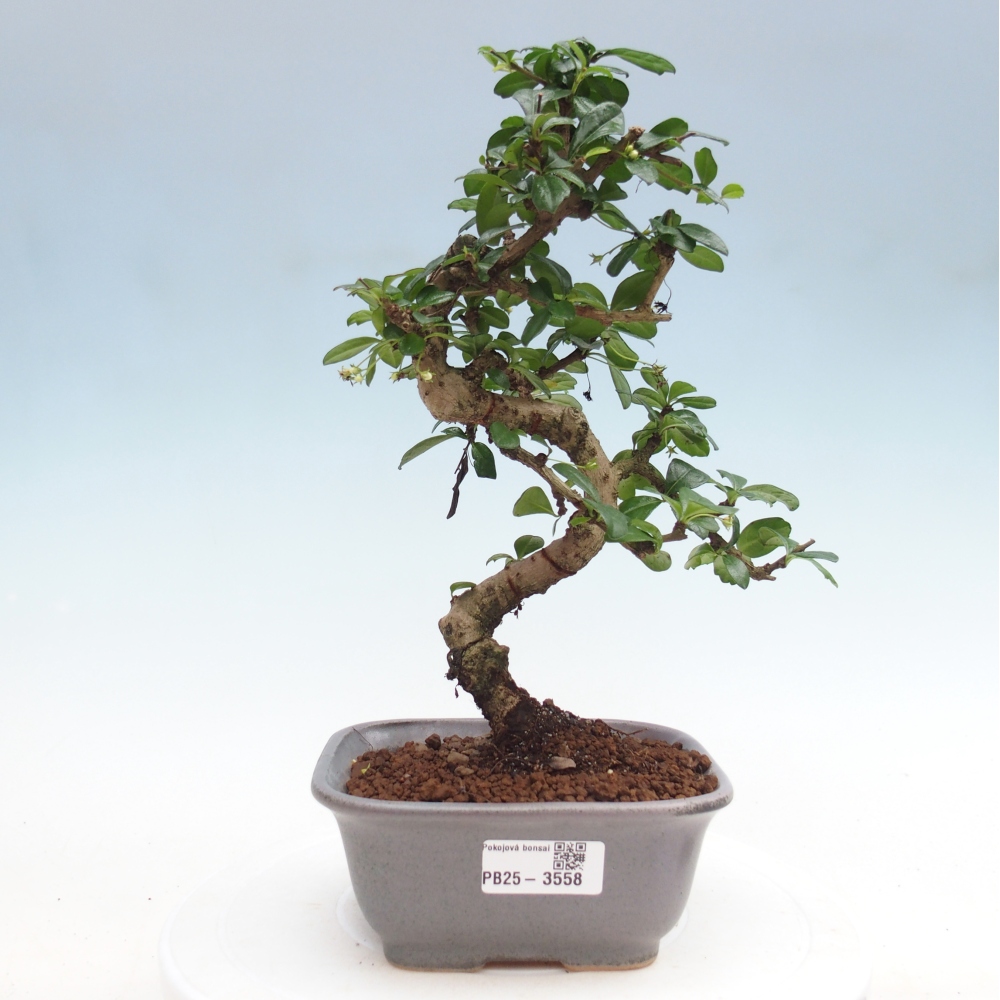 Zimmer-Bonsai - Carmona macrophylla - Tee-Fuki