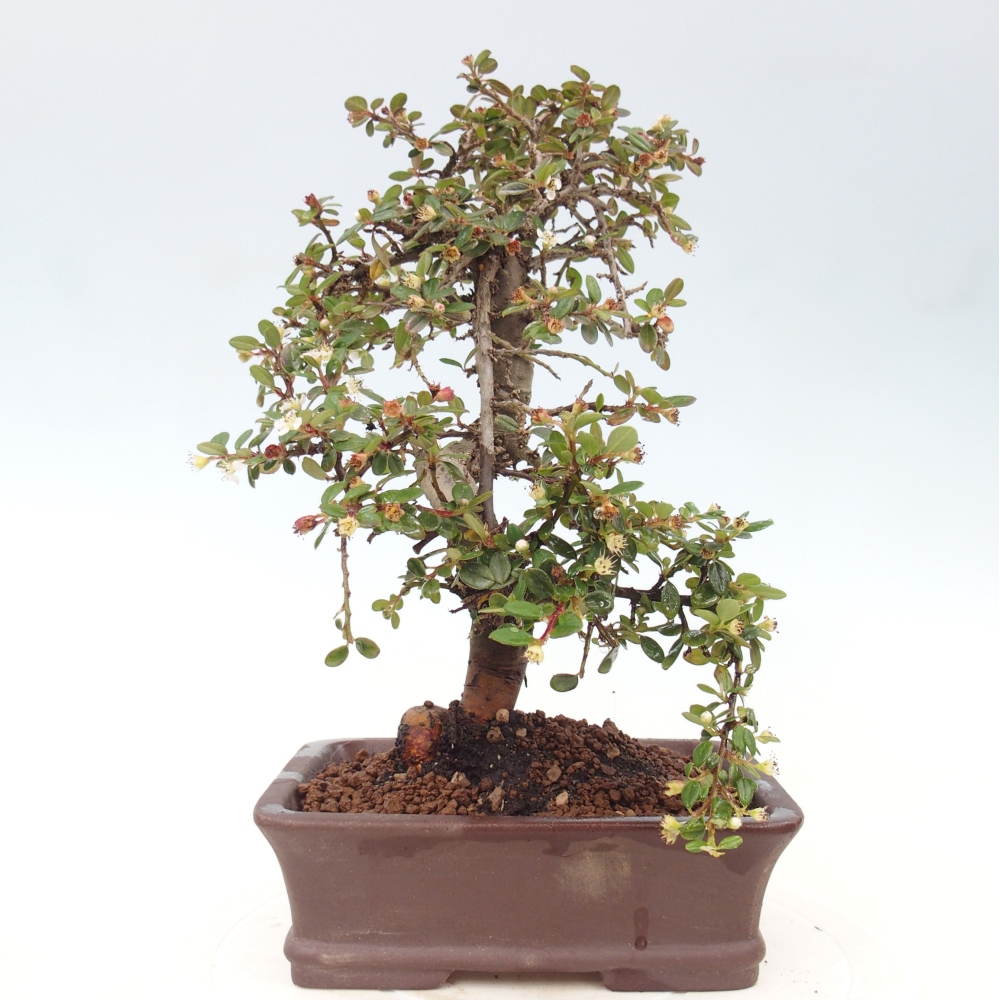 Freiland-Bonsai-Cotoneaster dammeri - Damer's Rock