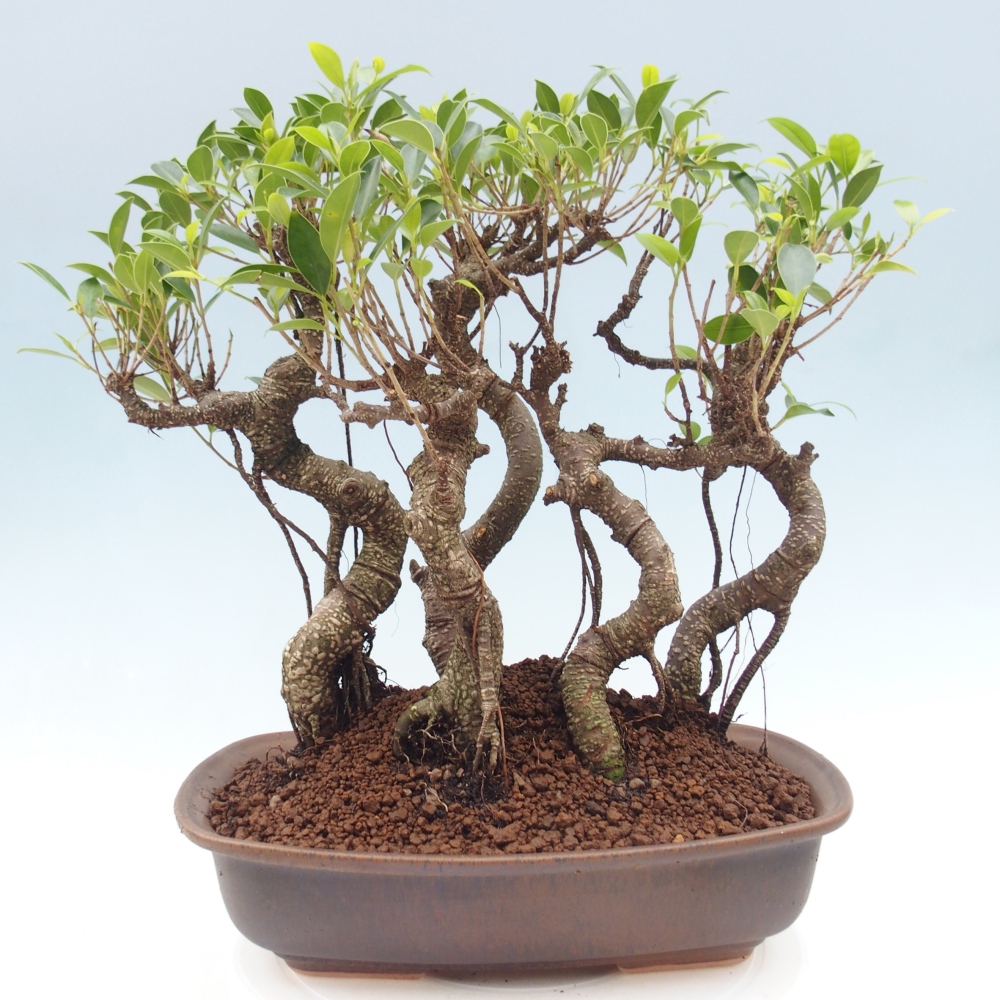 Zimmerbonsai - Ficus kimmen - Kleinblättriger Ficus