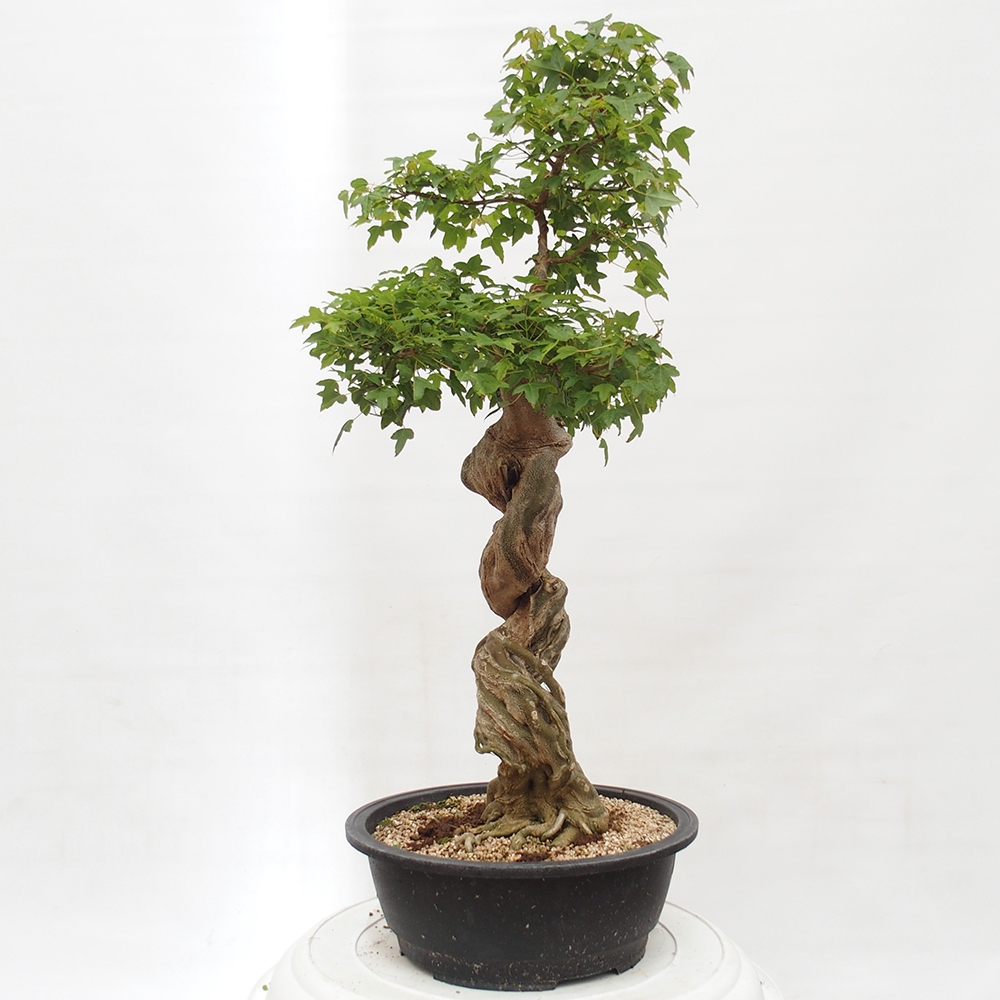 Bonsai im Freien - Ahorn Buergerianum - Burger Maple