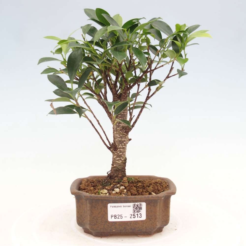 Zimmerbonsai - Kleinblättriger Ficus - Ficus kimmen