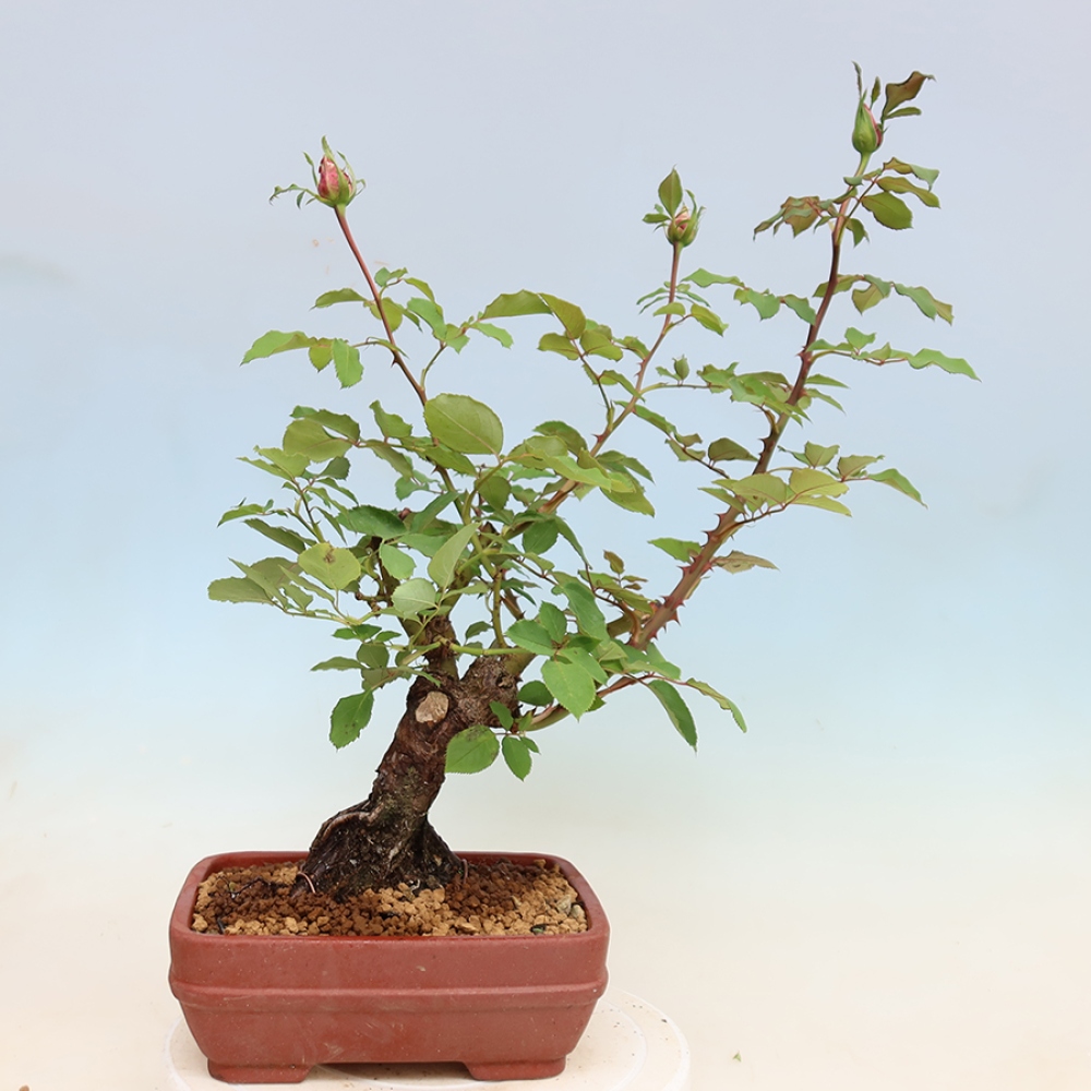 Bonsai für draußen - Rosa Kordes - Rose