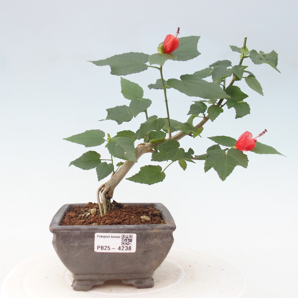 Zimmerbonsai - Malvaviscus arboreus