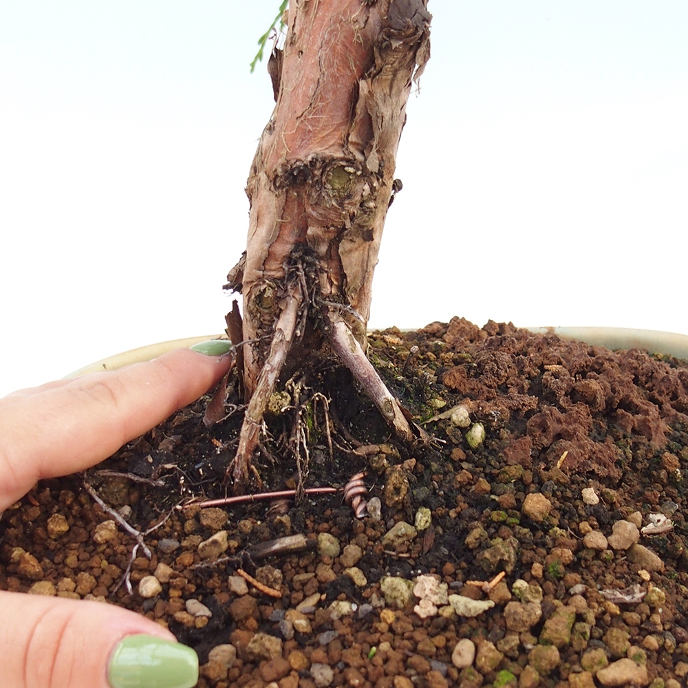Outdoor-Bonsai - Juniperus chinensis Kishu - Chinesischer Wacholder