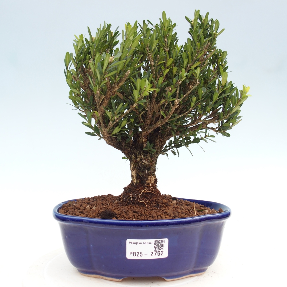 Innenbonsai - Buxus harlandii - Korkbuchsbaum
