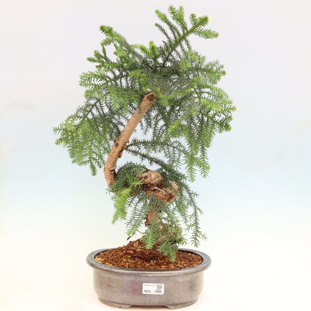 Zimmer Bonsai - Araucaria - Zimmer Fichte