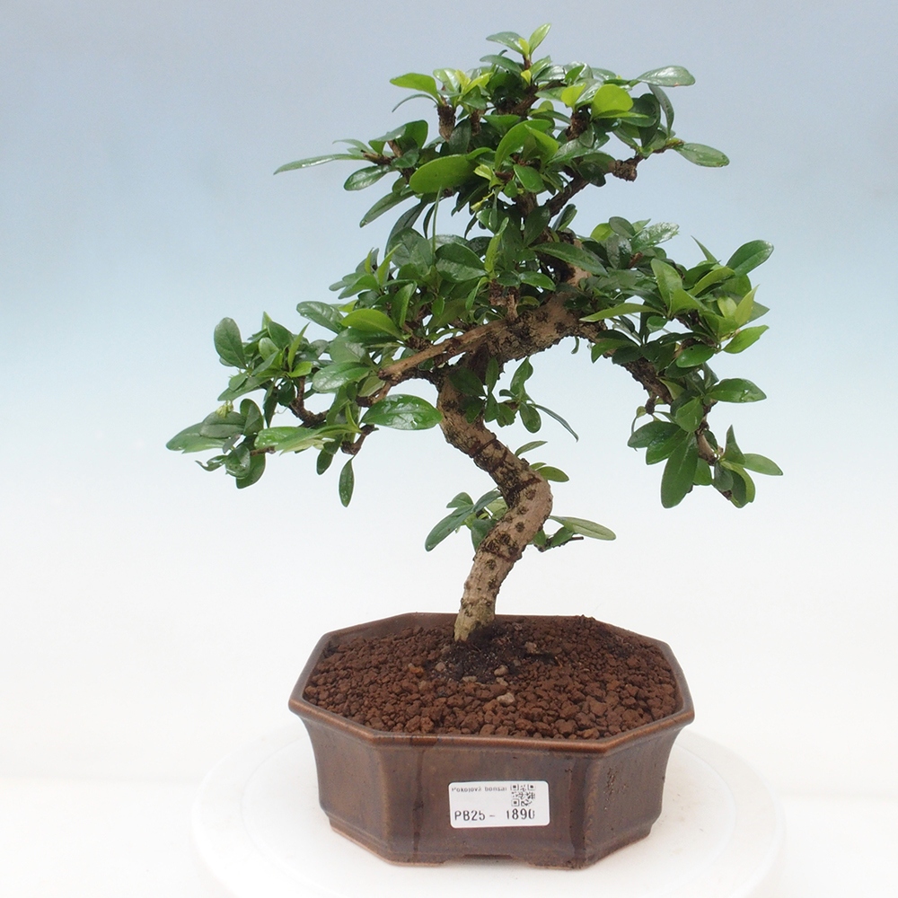 Zimmer Bonsai - Carmona macrophylla - Tea Fuki