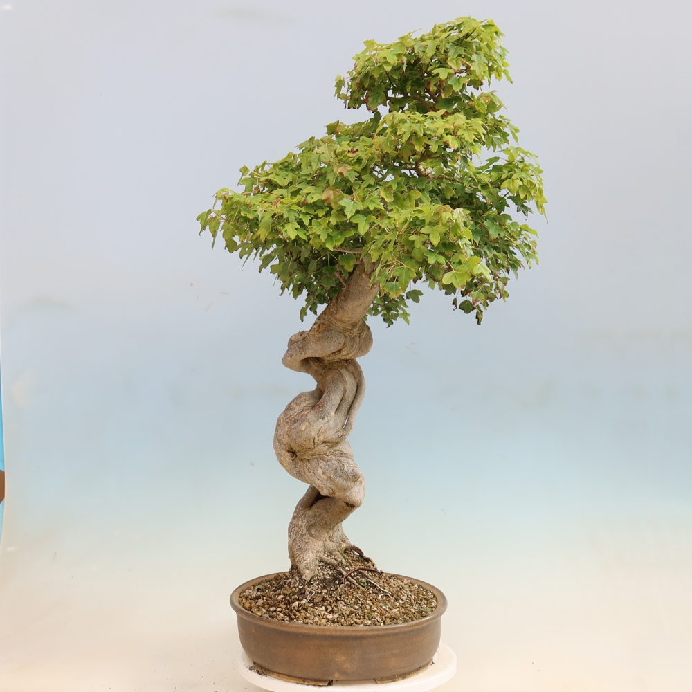 Bonsai für draußen - Acer Buergerianum - Bergahorn