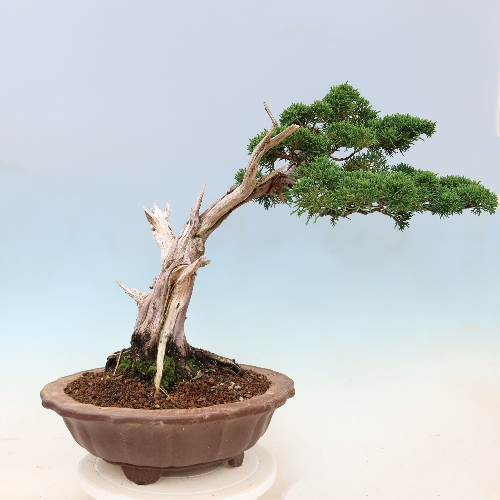Bonsai für draußen - Juniperus chinensis Kishu