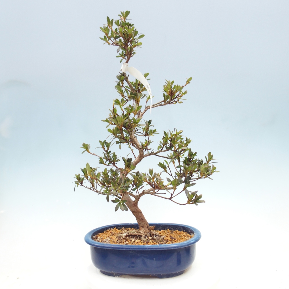 Bonsai für draußen - Japanische Azalee - Azalee Yoko