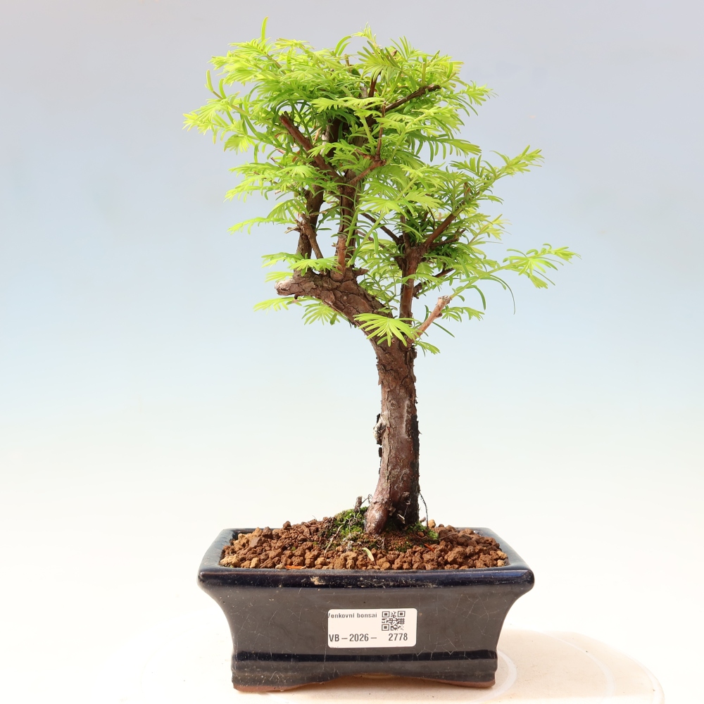 Bonsai für draußen - Metasequoia glyptostroboides - Chinesische Metasequoia