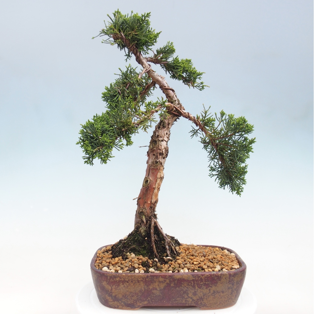 Bonsai für draußen - Juniperus chinensis Kishu