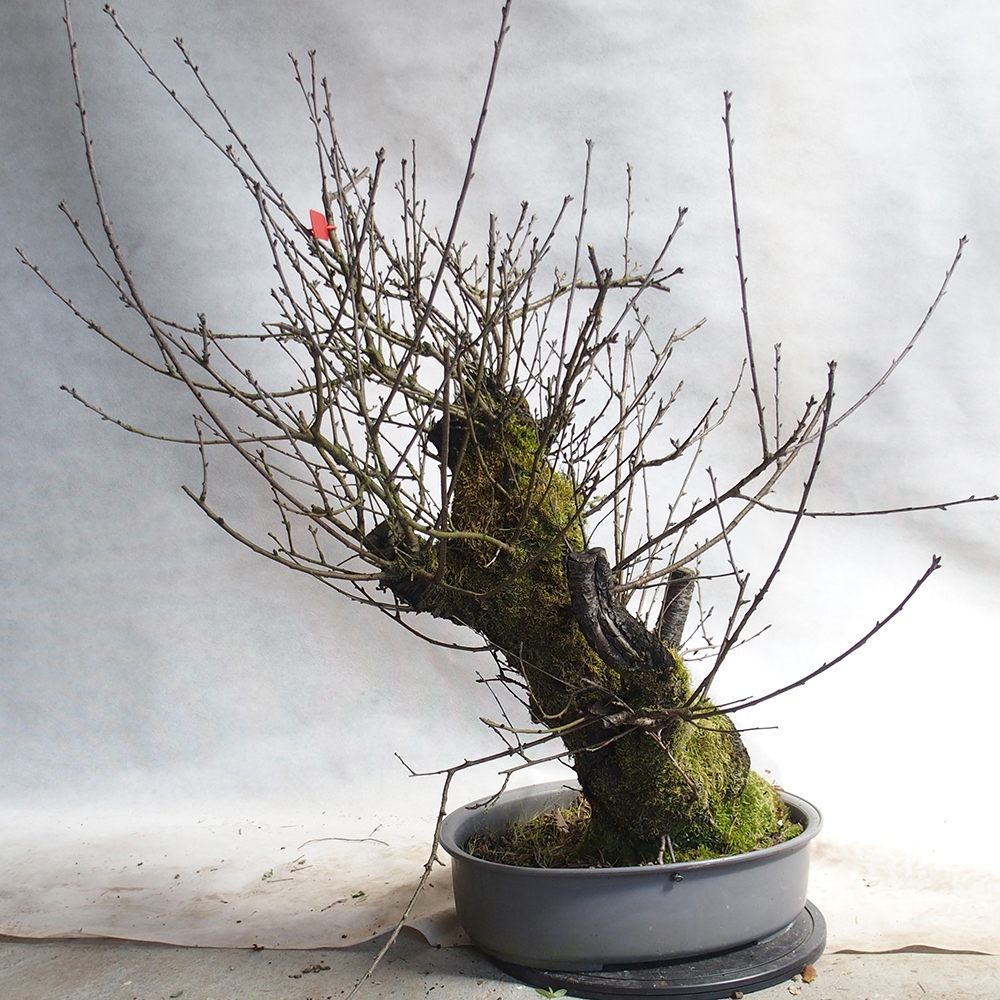 Outdoor Bonsai -Mahalebka - Prunus Mahaleb