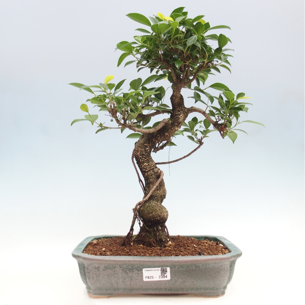 Zimmerbonsai - Ficus kimmen - kleinblättriger Ficus