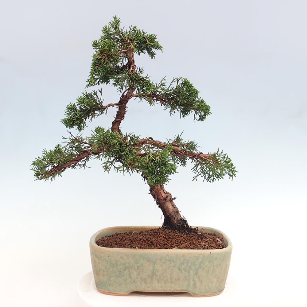 Outdoor-Bonsai - Juniperus chinensis Kishu - Chinesischer Wacholder