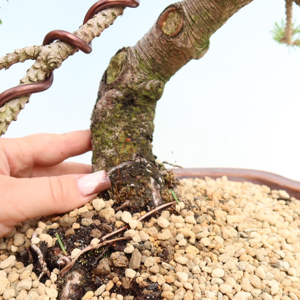 Bonsai für den Außenbereich – Pinus mugo Humpy – Zwergkiefer