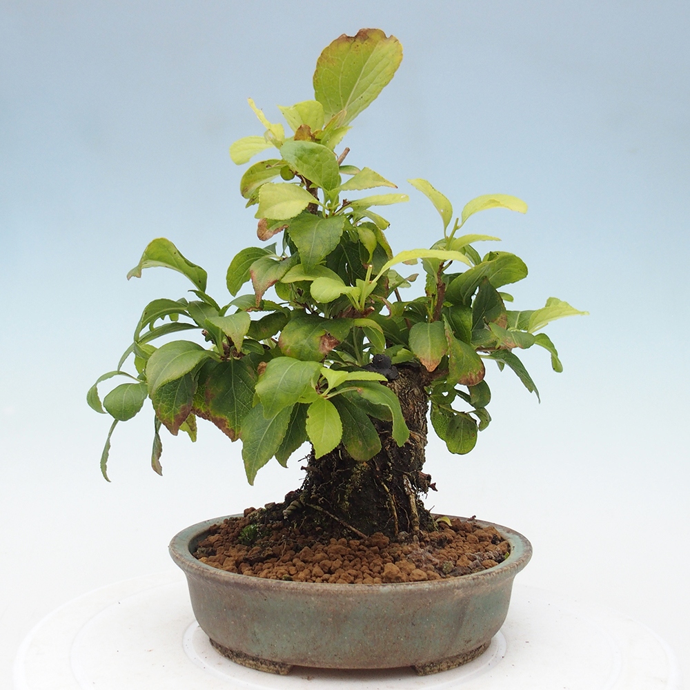 Outdoor-Bonsai - Celastrus Jesenec
