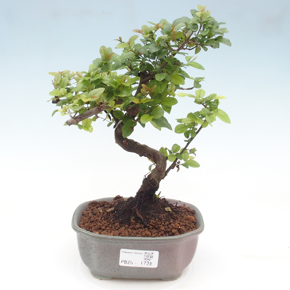 Innenbonsai - Sagerécie Thea - Sagerécie Thea