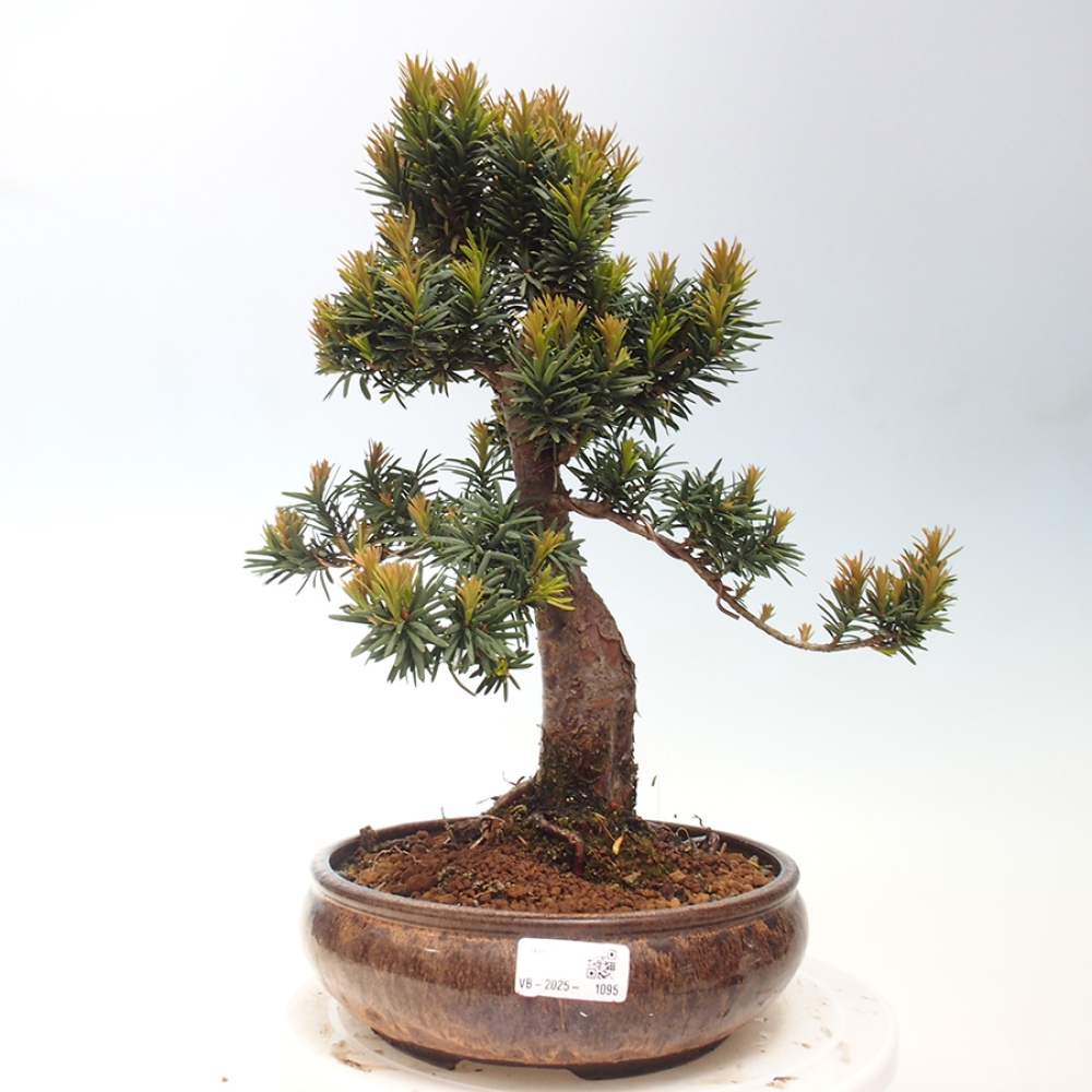 Bonsai im Freien - Taxus cuspidata - Japanische Eibe