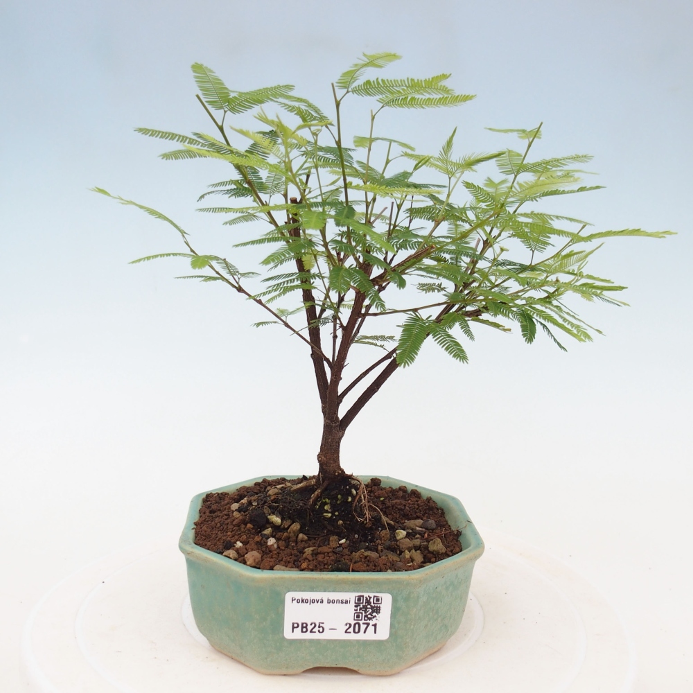 Zimmer Bonsai-Calliandra surinamensis Dixie Pink -Kaliandra von Suria