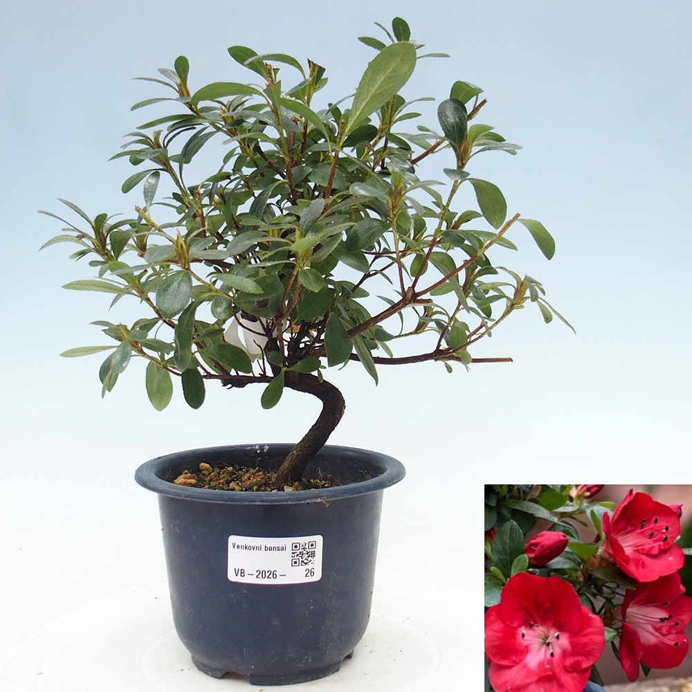 Bonsai für draußen - Japanische Azalee - Azalea Benibeni