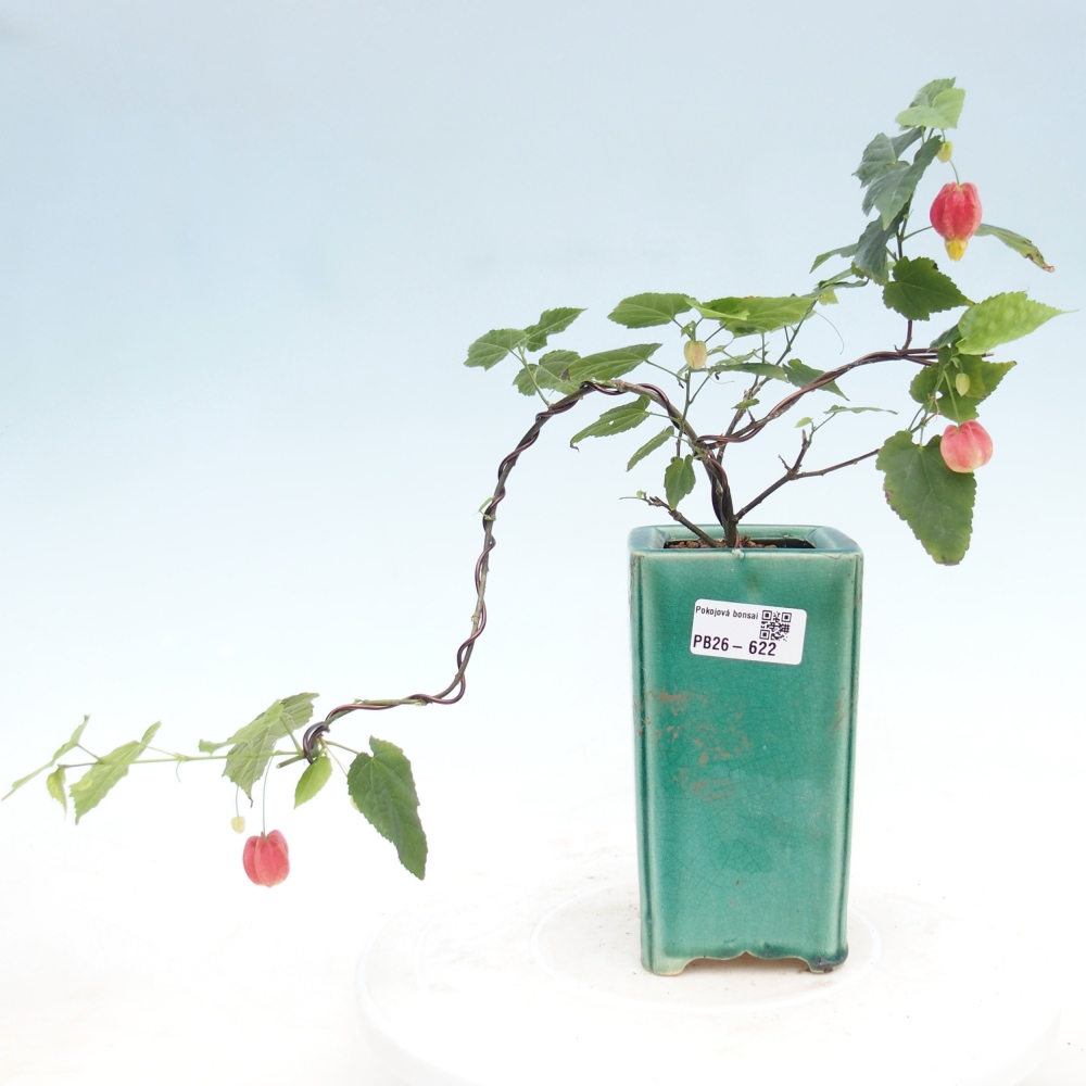 Zimmerbonsai - Abutilon Big Bell - Moltebeere