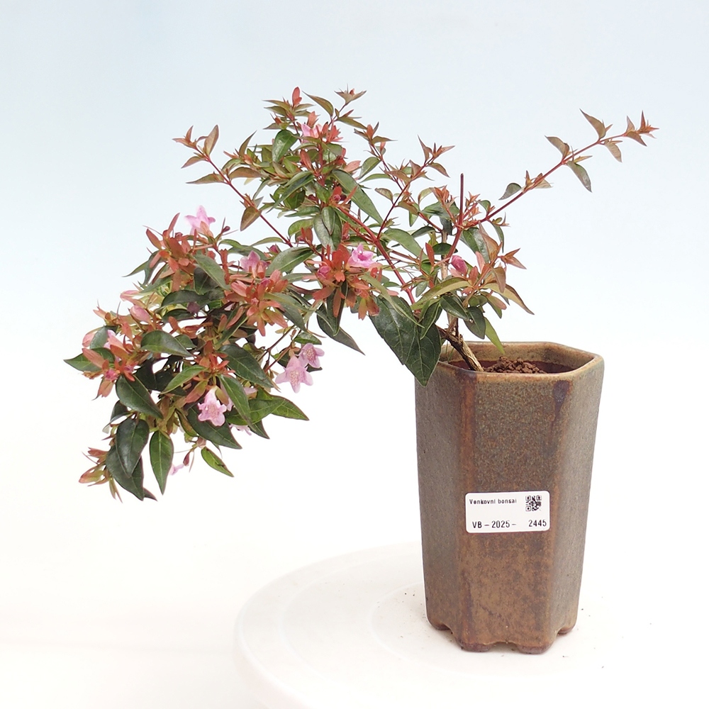 Bonsai im Freien - Abelia Grandiflora - Abelia grandiflora