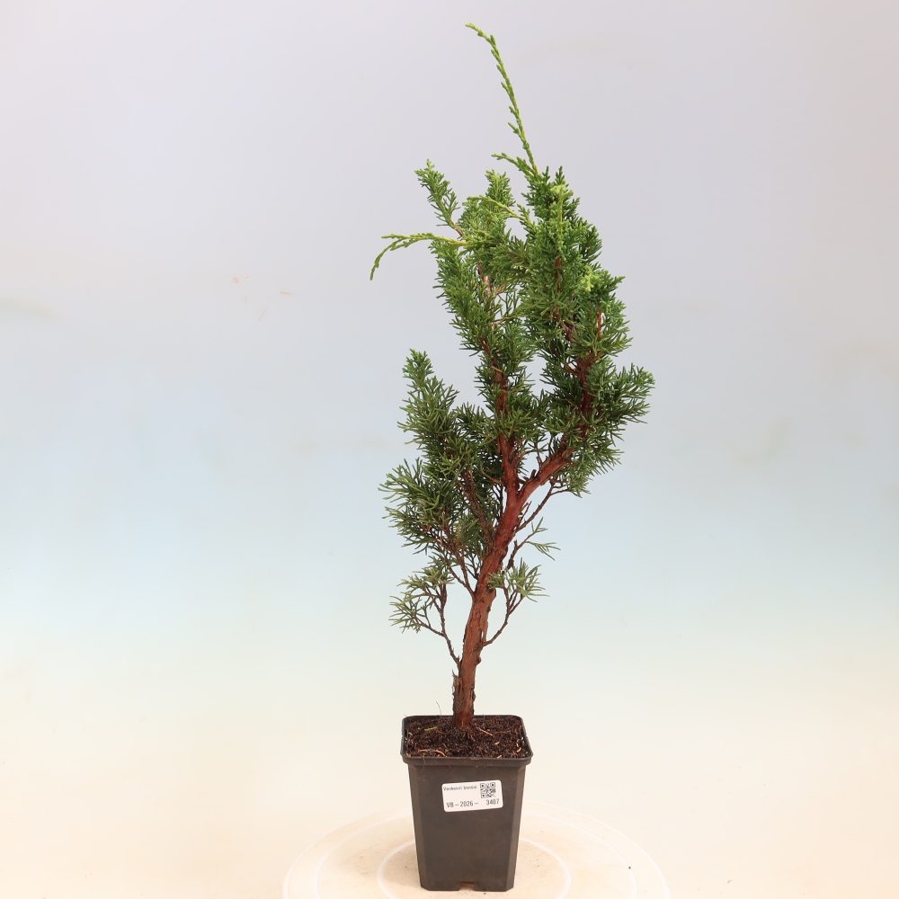Bonsai für draußen - Juniperus chinensis Kishu