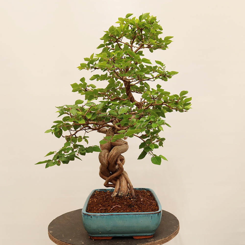 Bonsai im Freien - Carpinus Coreana - Koreanische Hainbuche