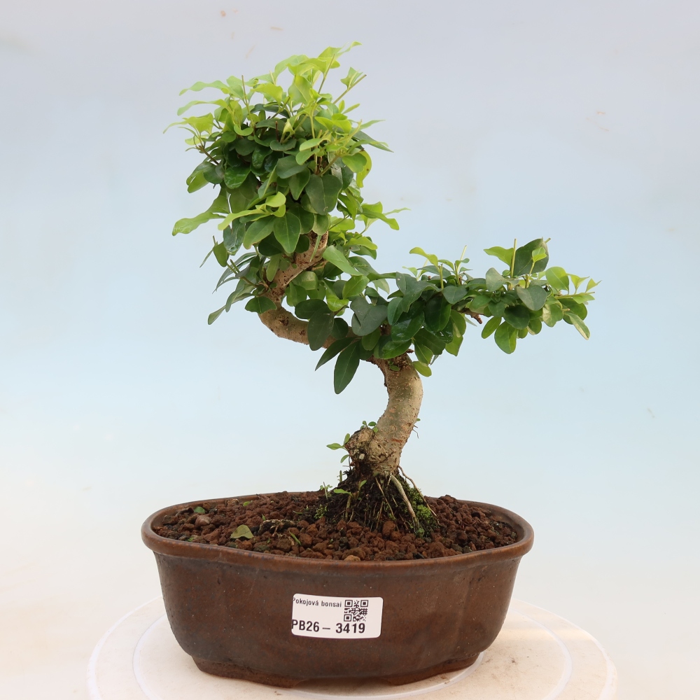 Zimmer Bonsai -Ligustrum chinensis - Vogelschnabel