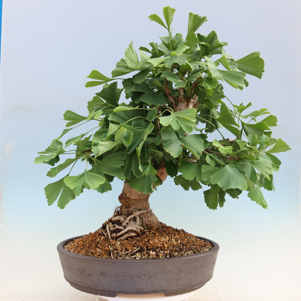 Bonsai für draußen - Ginkgo biloba - Ginkgo biloba