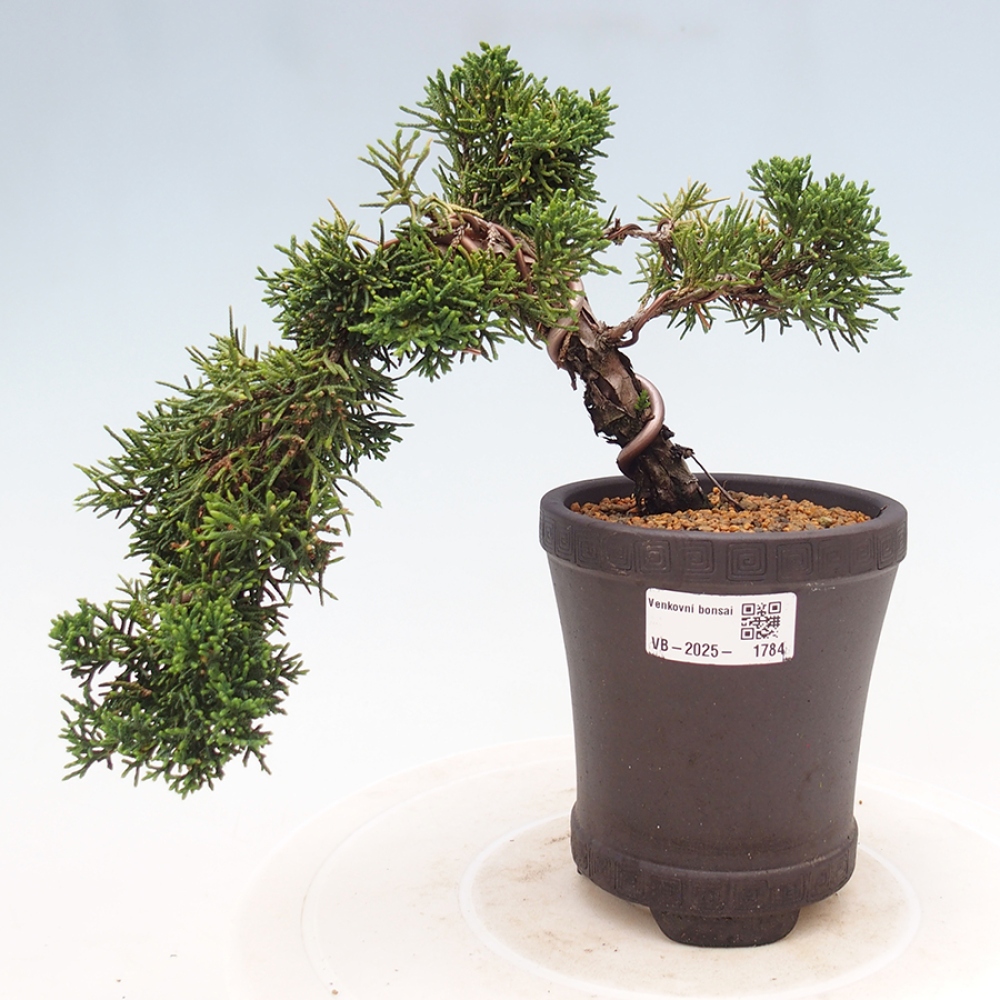 Bonsai im Freien - Juniperus chinensis Kishu - Chinesischer Wacholder