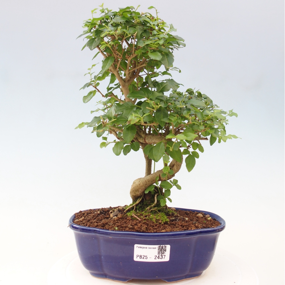 Indoor Bonsai -Ligustrum chinensis - Vogelschnabel